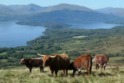 Highland Cattle on Conic Hill above Loch Lommond